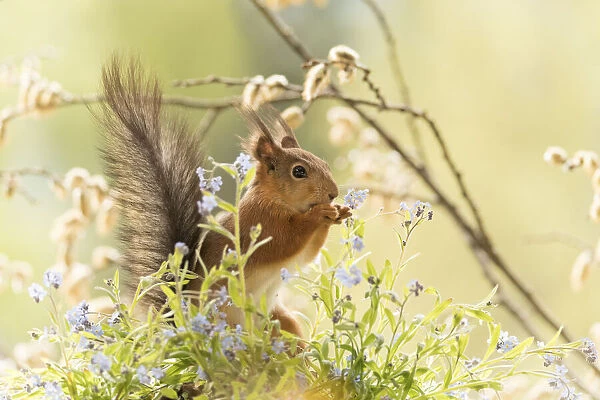 red squirrel is standing with forget me not flowers