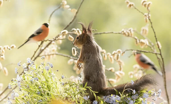 red squirrel is standing with forget me not flowers and bullfinch