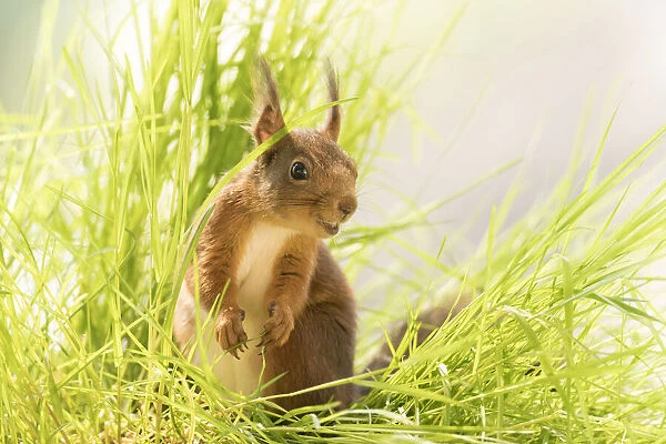 Red Squirrel standing in grass