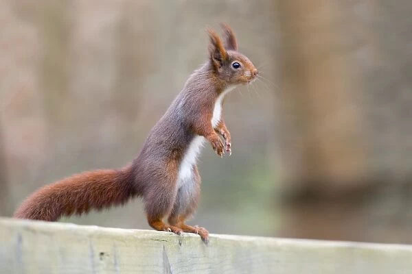 Red Squirrel - standing on hind legs with ears erect - UK