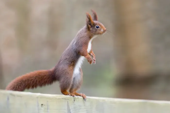 Framed Print : Red Squirrel - standing on hind legs with ears erect - UK
