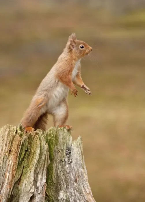Framed Print : Red Squirrel - standing on hind legs on old tree stump - February - Scotland - UK Framed Print : Red Squirrel - standing on hind legs on old tree stump - February - Scotland - UK