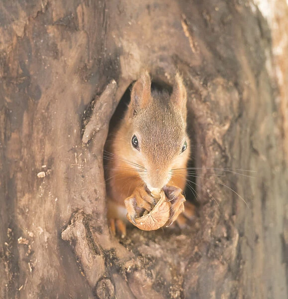 red Squirrel standing in a hole from a tree