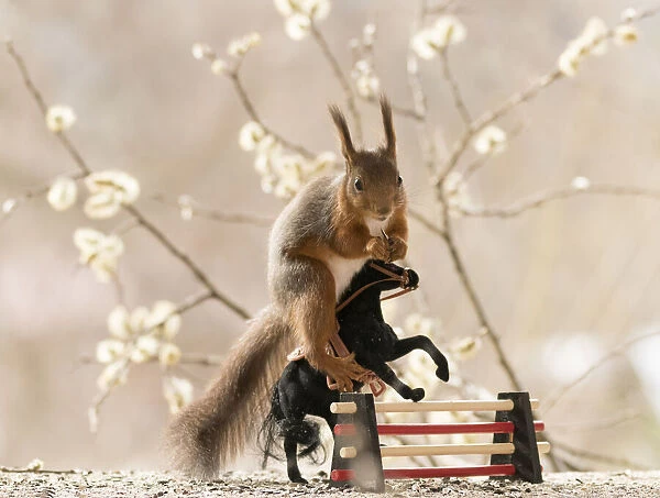 Red Squirrel standing on a horse with obstacle