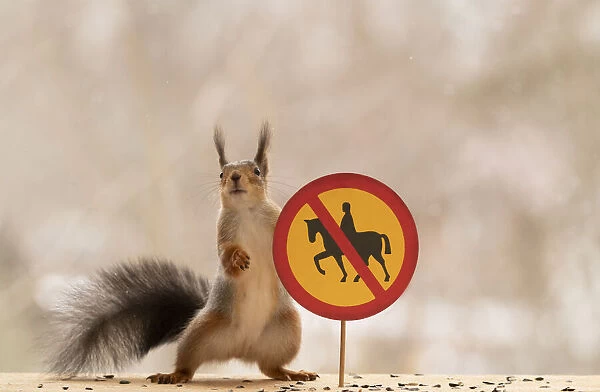 Red Squirrel standing with a No horse riding road sign