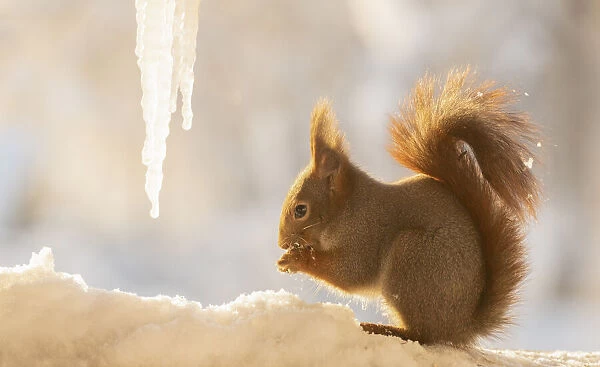 Red squirrel standing with icicles on snow