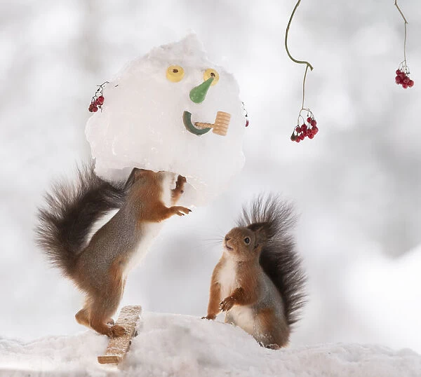 Red squirrel standing inside an snowman mask