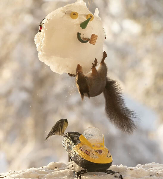 Red squirrel standing inside an snowman mask on snowmobile with titmouse