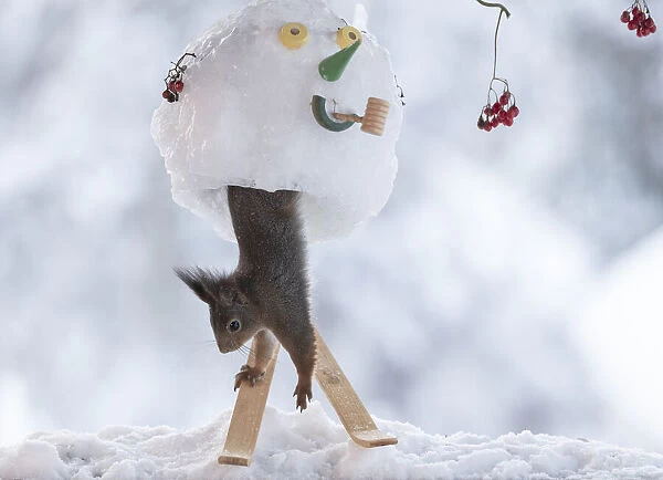 Red squirrel standing inside an snowman mask on skies