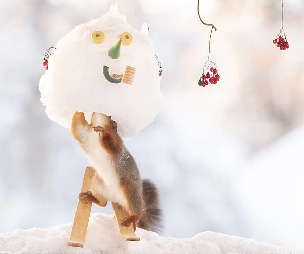 Red squirrel standing inside a snowman mask on skies