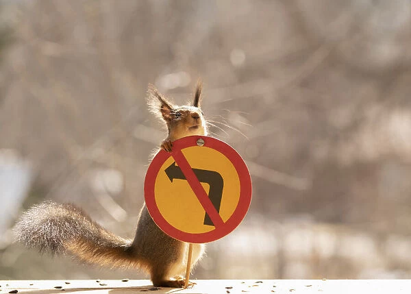 Red Squirrel standing with a No left / right turn in the junction sign