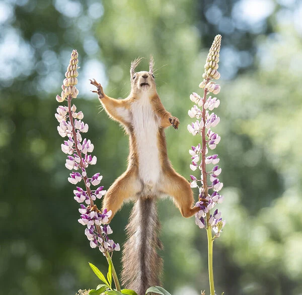 red squirrel is standing between lupine flowers