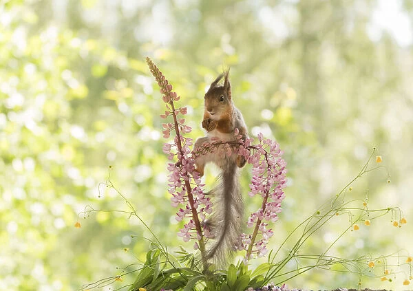 Red Squirrel standing on lupine flowers