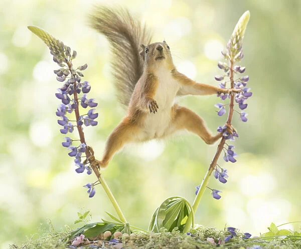 Red Squirrel standing between lupine flowers