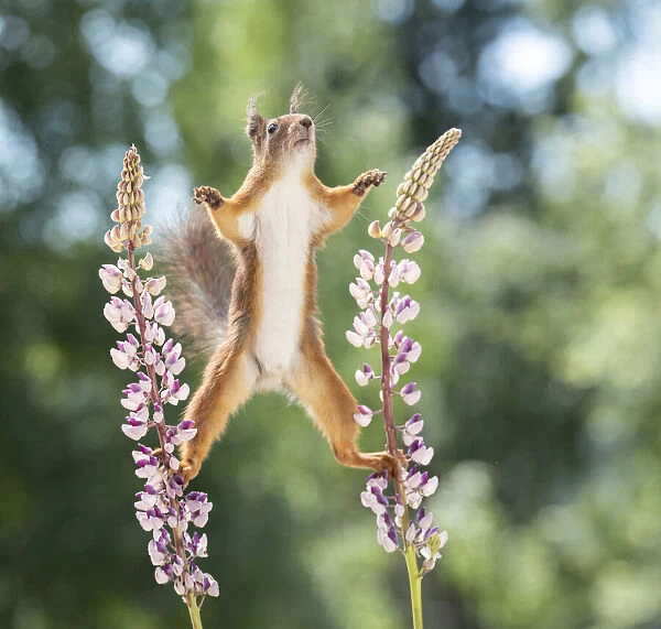 red squirrel standing between lupine flowers looking up