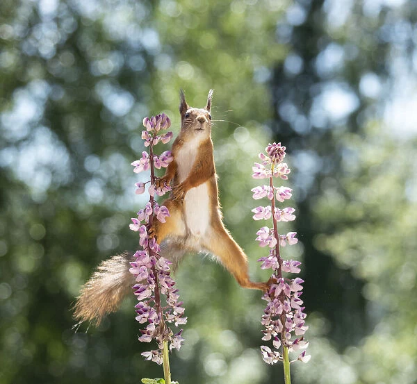 red squirrel standing between lupine flowers looking at the viewer