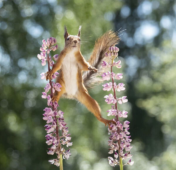 red squirrel standing between lupine flowers looking forwards