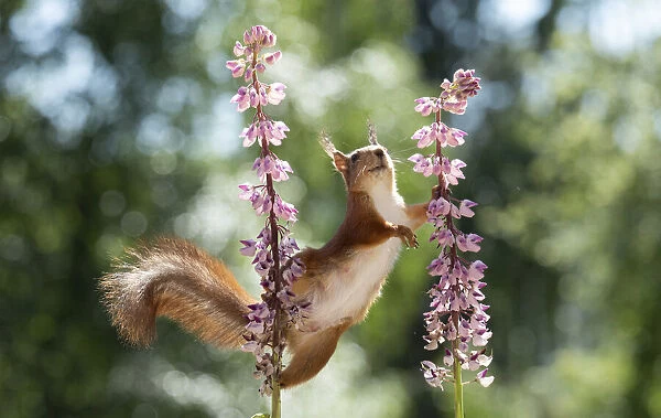 red squirrel standing between lupine flowers looking away