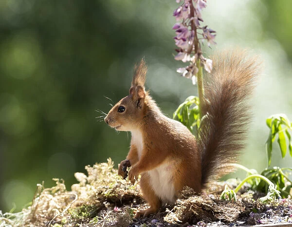 red squirrel standing in front of lupine flowers looking away