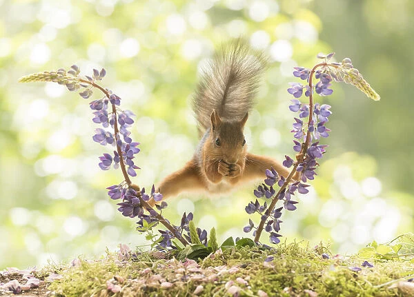 Red Squirrel standing between lupine flowers in a split Date: 24-06-2021