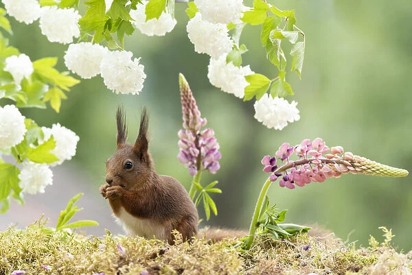 red squirrel standing in front of lupines flowers