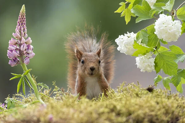 red squirrel standing behind lupines flowers