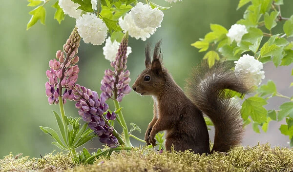 red squirrel standing with lupines and snowball bush