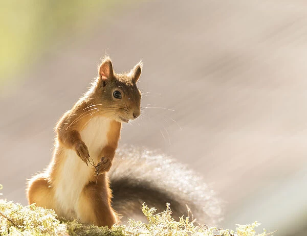 Red Squirrel standing on moss