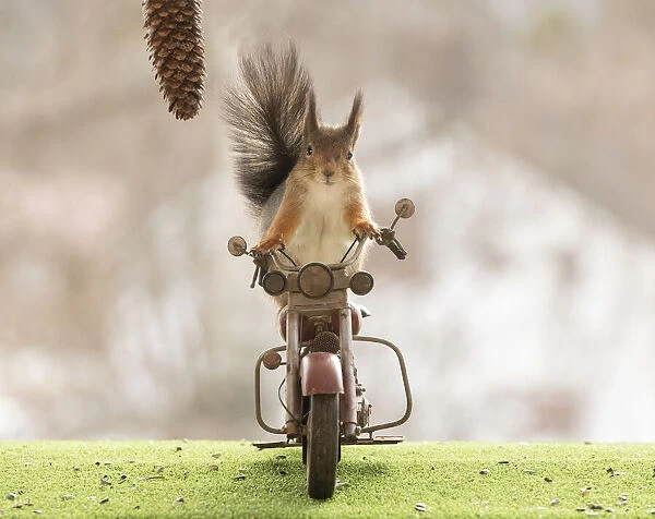 red squirrel standing on a motor bike