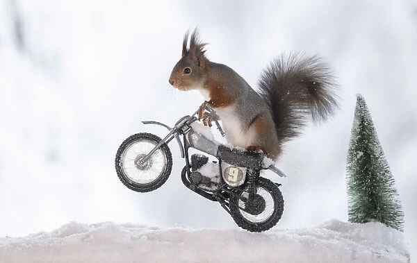 red squirrel standing on a motor bike in the snow