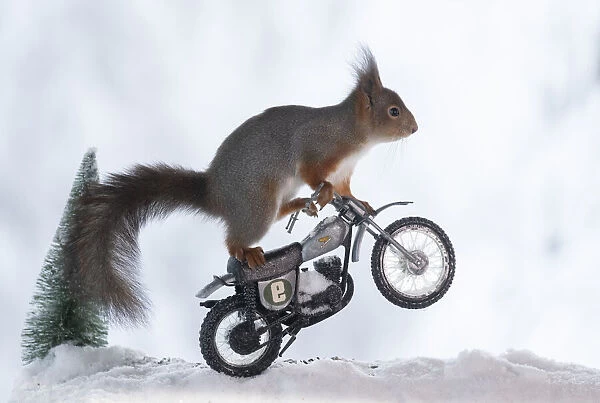 red squirrel standing on a motor bike in snow