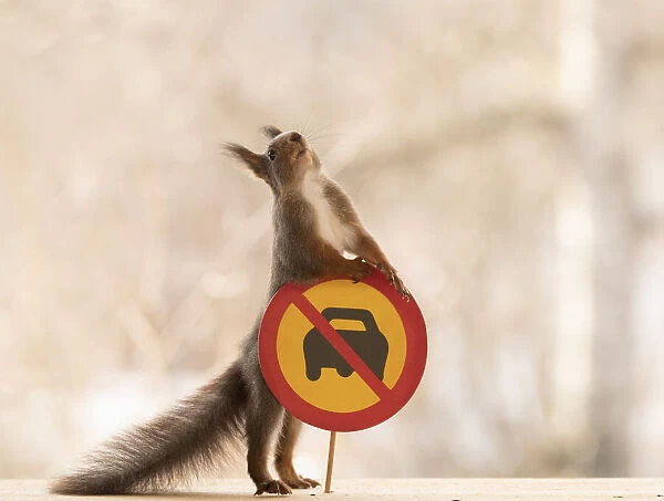 Red Squirrel standing with a No motor vehicles with more than two wheels