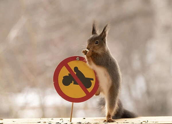 Red Squirrel standing with a No motorcycles or class I mopeds sign