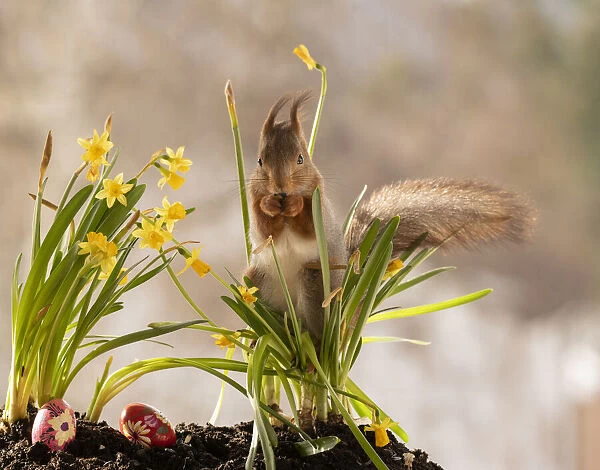 Red Squirrel standing between narcissus and eggs