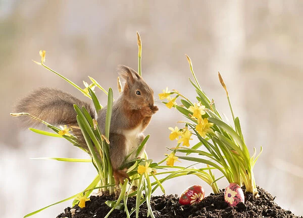 Red Squirrel standing on narcissus and eggs