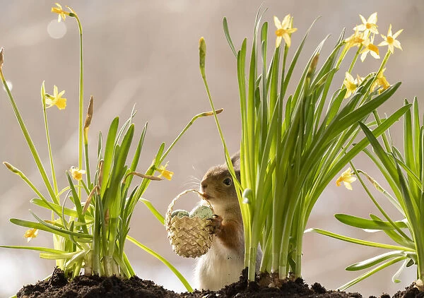Red Squirrel standing behind narcissus holding a basket with egg