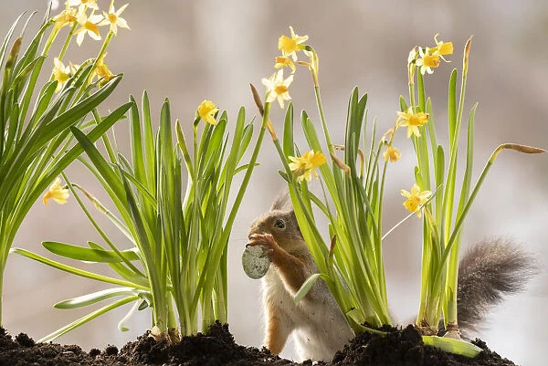 Red Squirrel standing behind narcissus holding a egg
