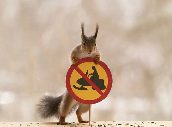 Red Squirrel standing with a No off-road motor vehicles or off-road trailers road sign