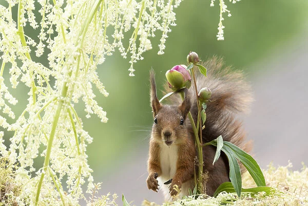 red squirrel standing under an Peony bud under rhubarb flowers