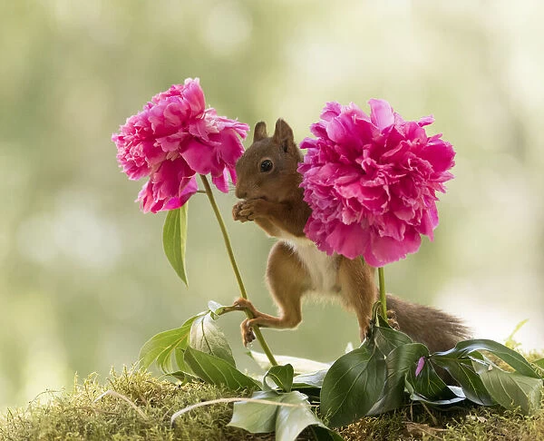 Red Squirrel standing between peony flowers