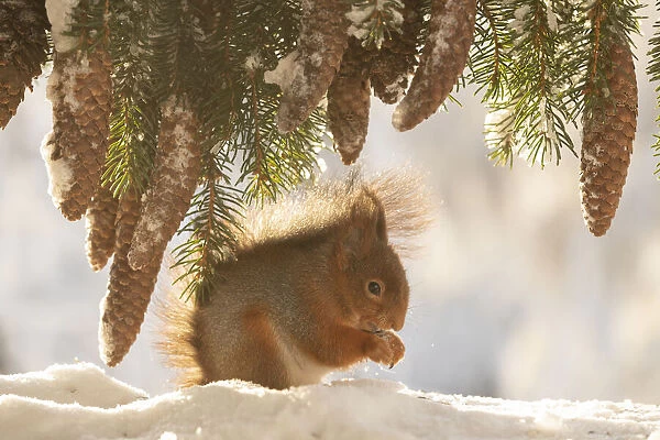 Red squirrel standing under pinecones in the snow