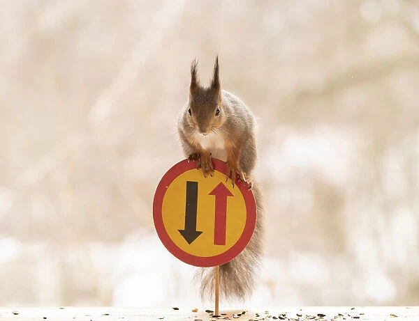 Red Squirrel standing with a Priority for oncoming vehicles road sign