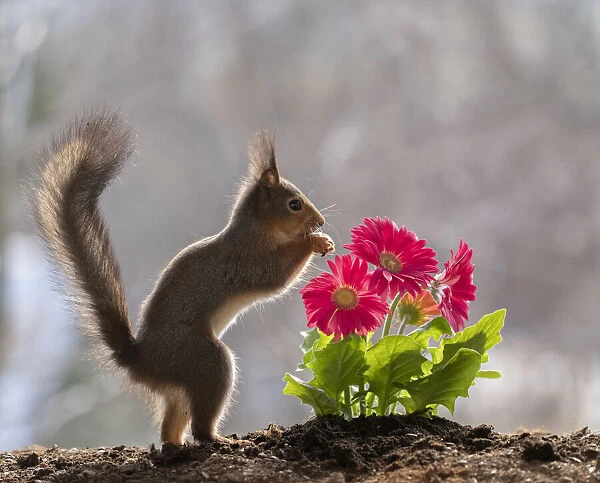 red squirrel standing beside red daisies