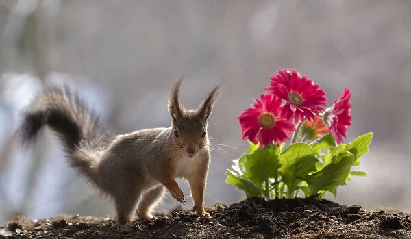 red squirrel standing beside red daisies