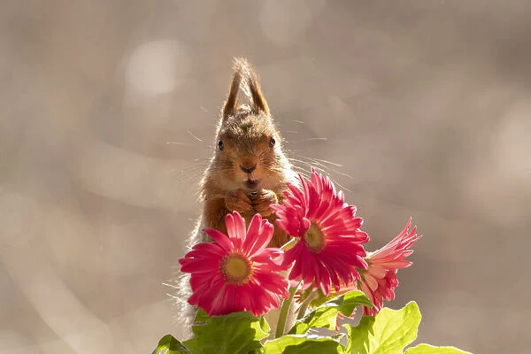 red squirrel standing behind red daisies