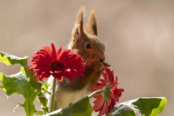 red squirrel standing with a red daisy