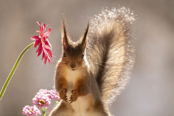 red squirrel standing with an red daisy