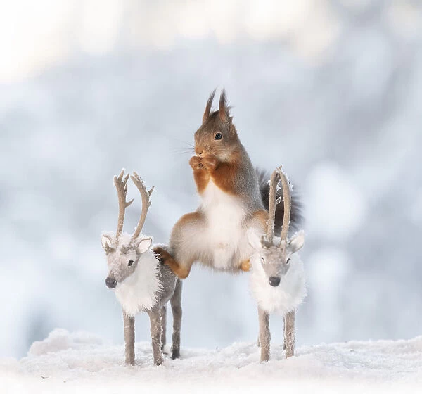 Red squirrel is standing on two reindeer in a split Date: 16-01-2021