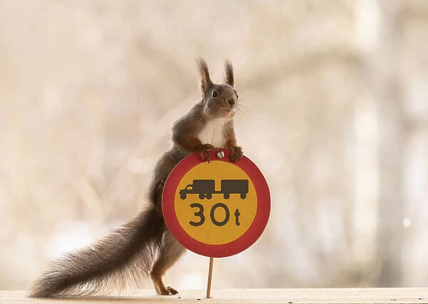 Red Squirrel standing with a Restricted gross weight of vehicle and vehicle combination sign