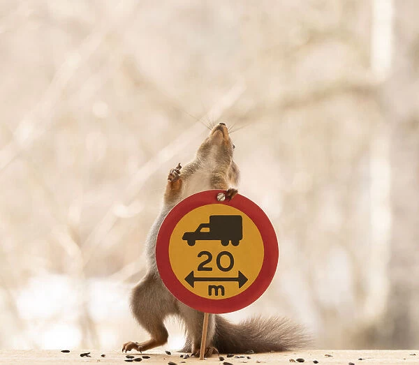 Red Squirrel standing with a Restricted vehicle length sign